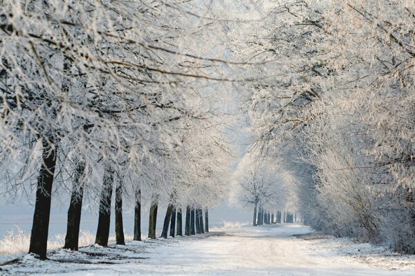 Paisaje de bosque de invierno con árboles en las ramas de los cuales hay mucha nieve