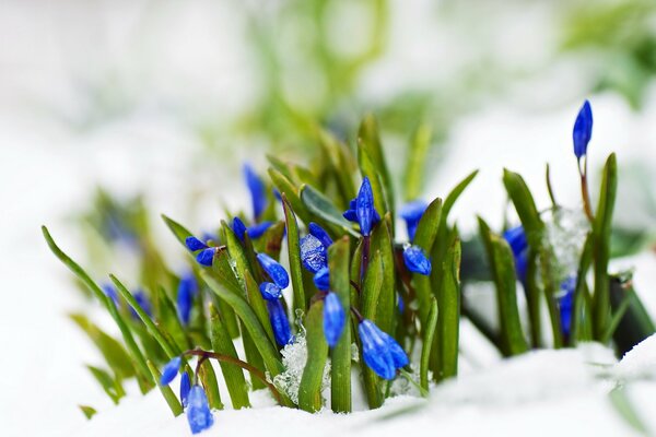 Los primeros mensajeros de la primavera