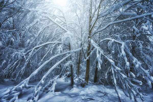 In the winter forest, the tree is covered with frost