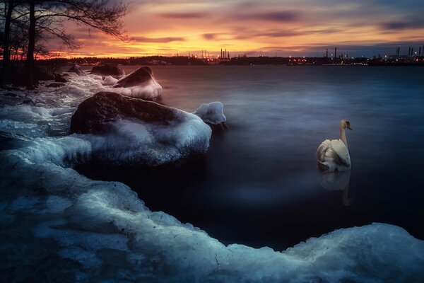 Inverno riva sera cigno