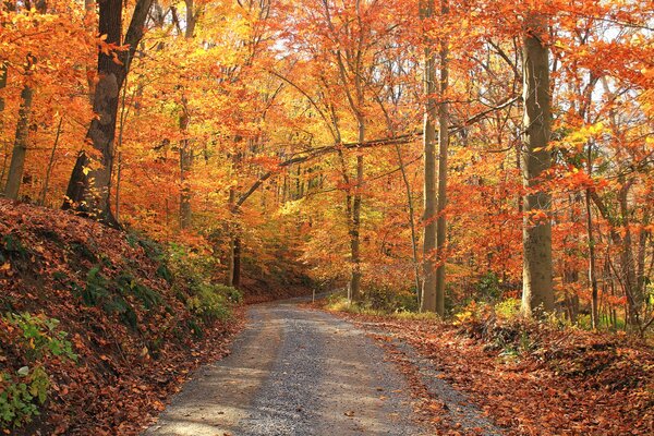 Eine Straße inmitten eines Herbstwaldes, übersät mit hellen Blättern