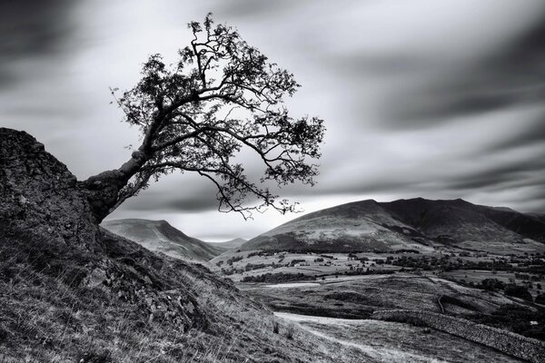 Fond d écran noir et blanc arbre debout sur la pente