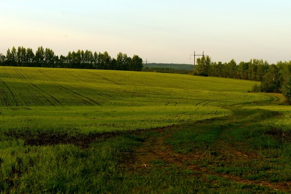 Sommer. Der Weg durch das Feld in den Wald