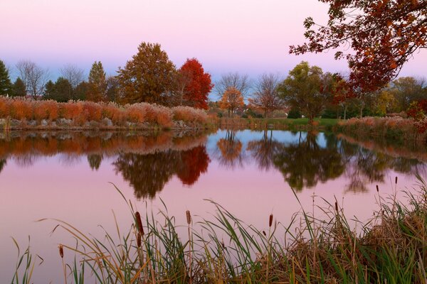 Greenery near the pond at sunset