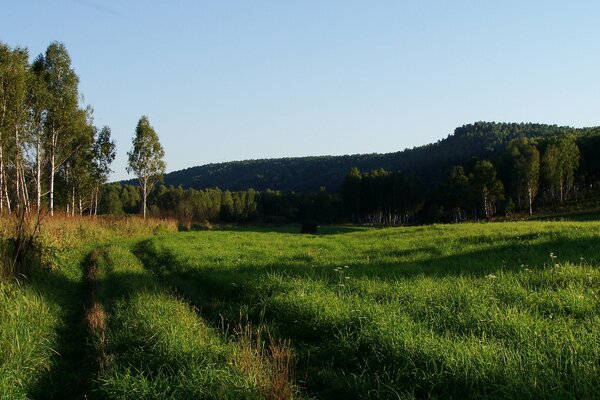 Bosco di betulle verde e radura