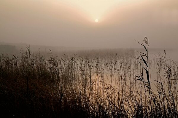 Juncos en la orilla del lago en la niebla