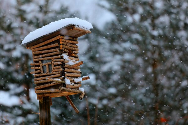 Hermosa casa de aves en invierno