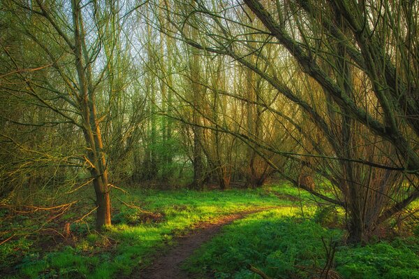 Ein Pfad im Wald. Der Frühling ist da