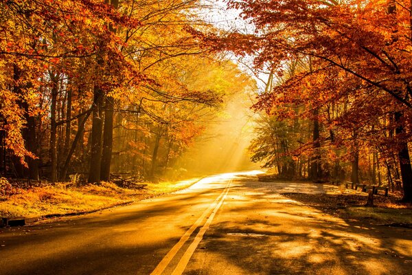 Straße im goldenen Licht des Herbstes