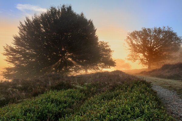 Estate alberi strada mattina