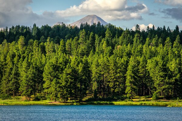 Lake Shore Forest in Colorado