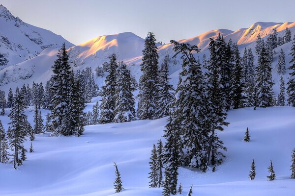 Snow-covered forest in the mountains. The sun on the crowns of fir trees