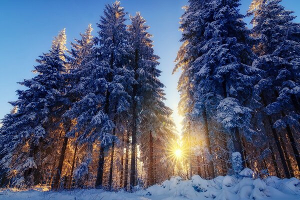 Mañana vigorizante en el bosque cubierto de nieve