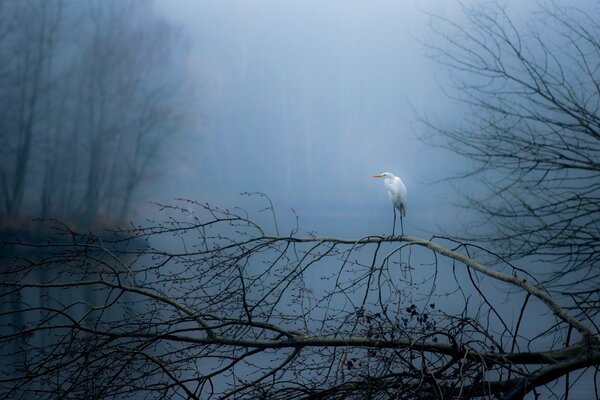 Cigüeña en el lago de otoño