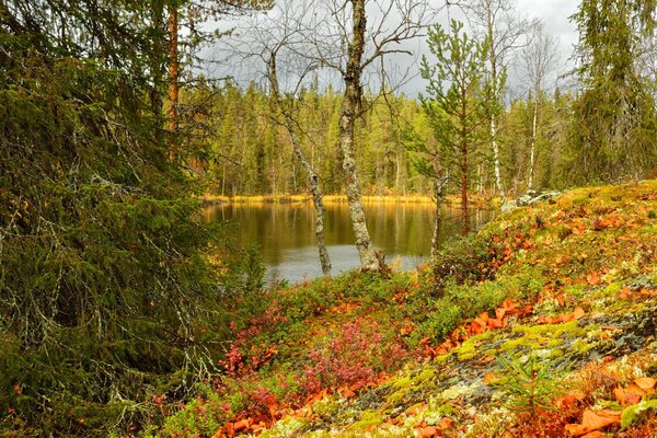 Paisaje de otoño, bosque y estanque