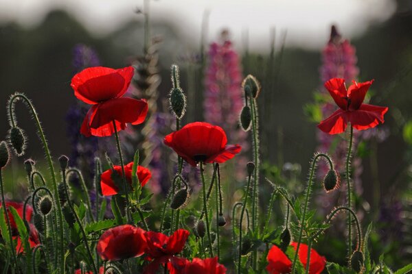 Rote Mohnblumen im Feld in der Dämmerung