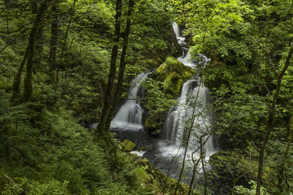 Cascada en el bosque verde