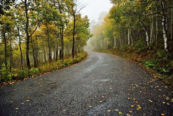 Herbststraße im Wald