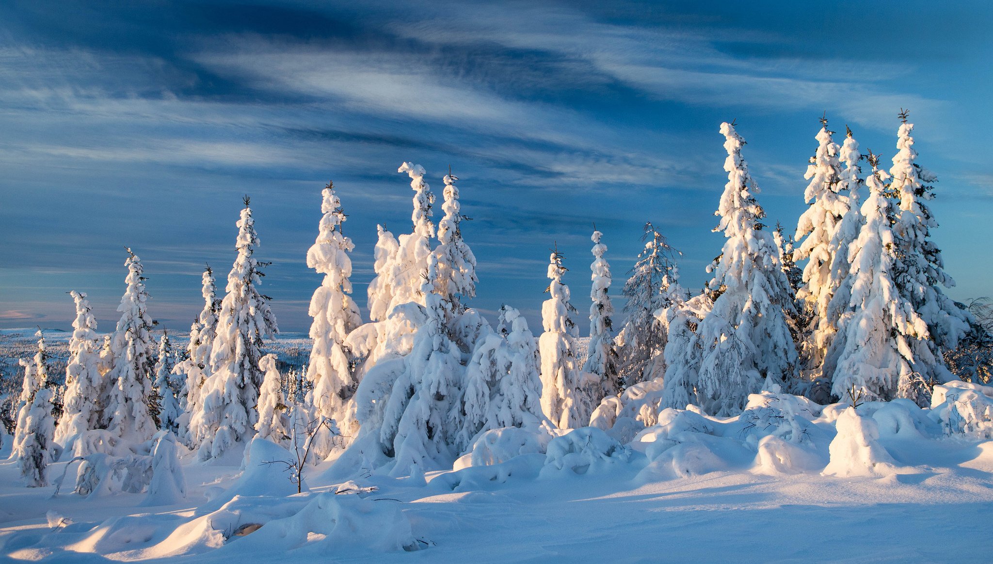 noruega invierno nieve abeto