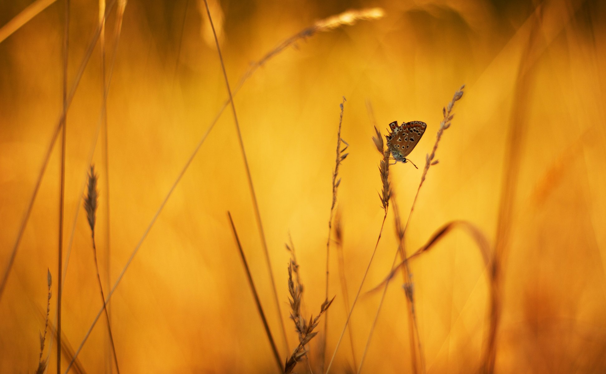 źdźbła trawy kłoski motyl tło makro