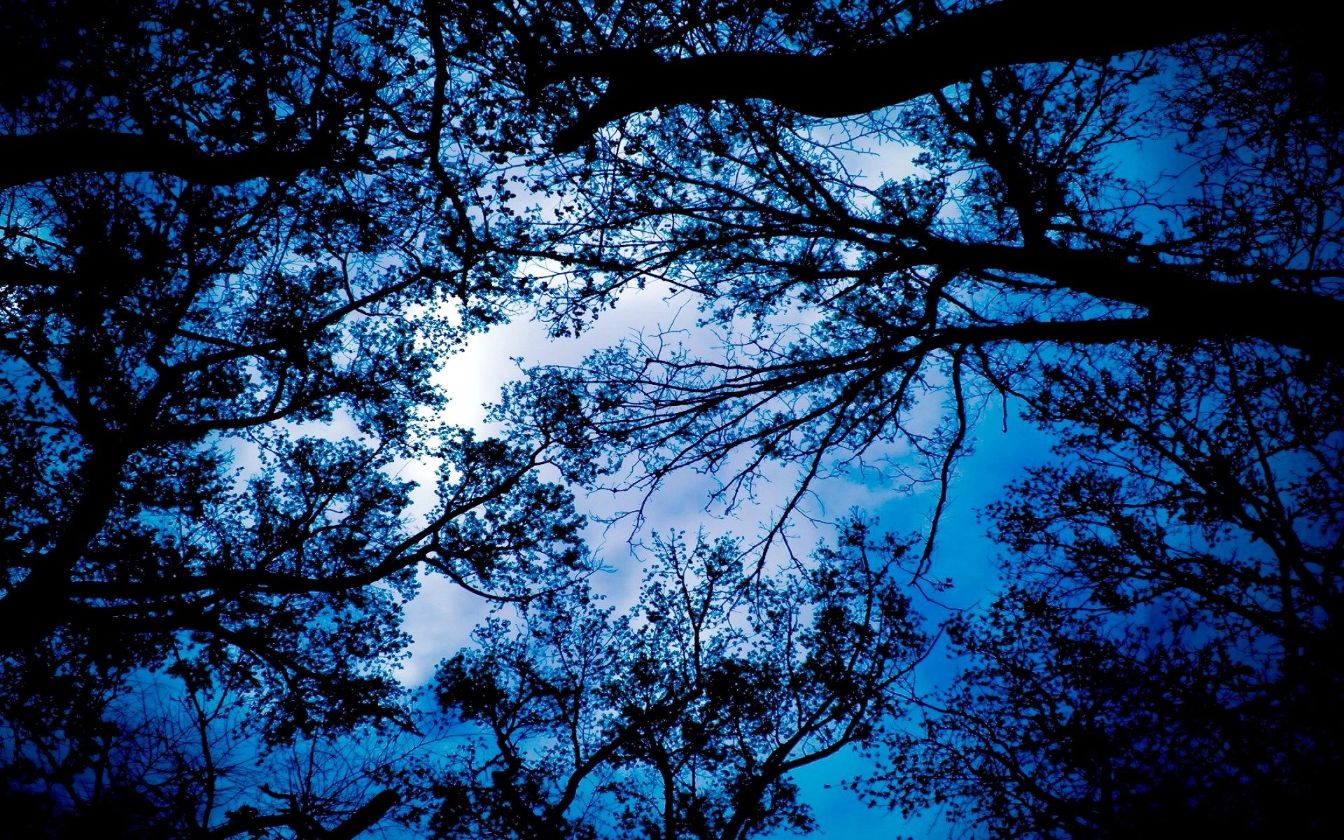 tree branches leaves sky cloud