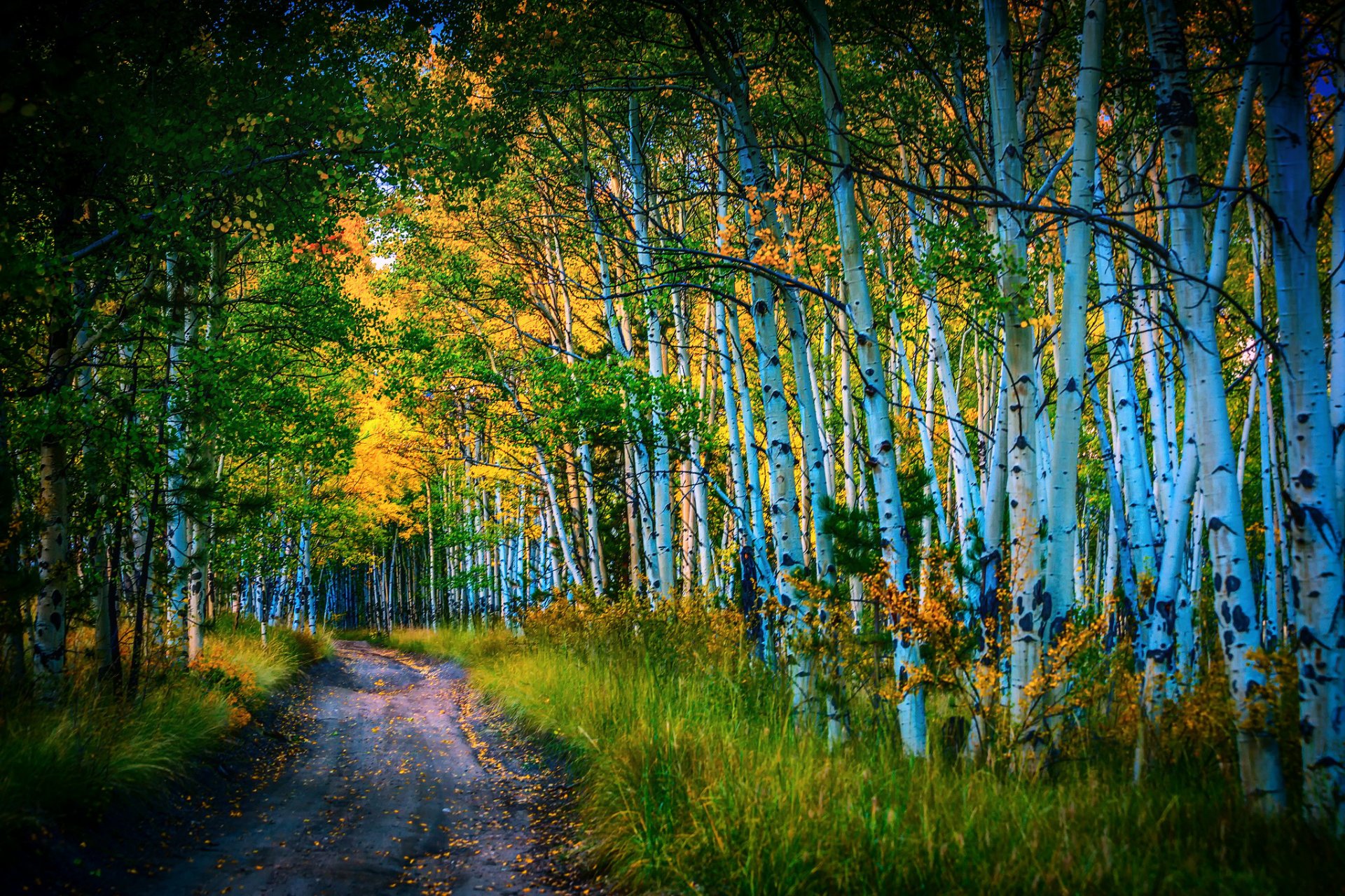 road birch grove autumn