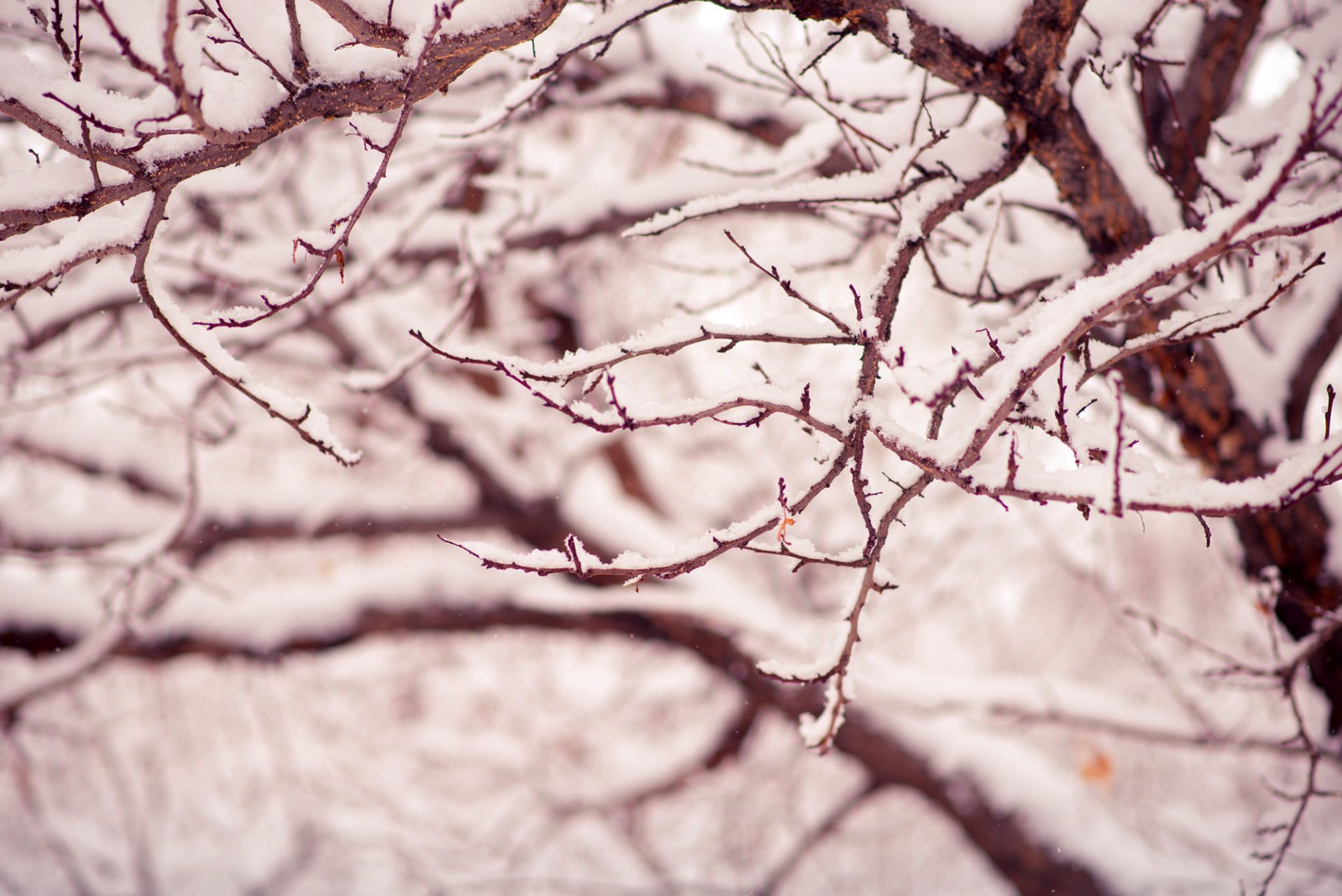 árbol árboles ramas nieve naturaleza macro invierno