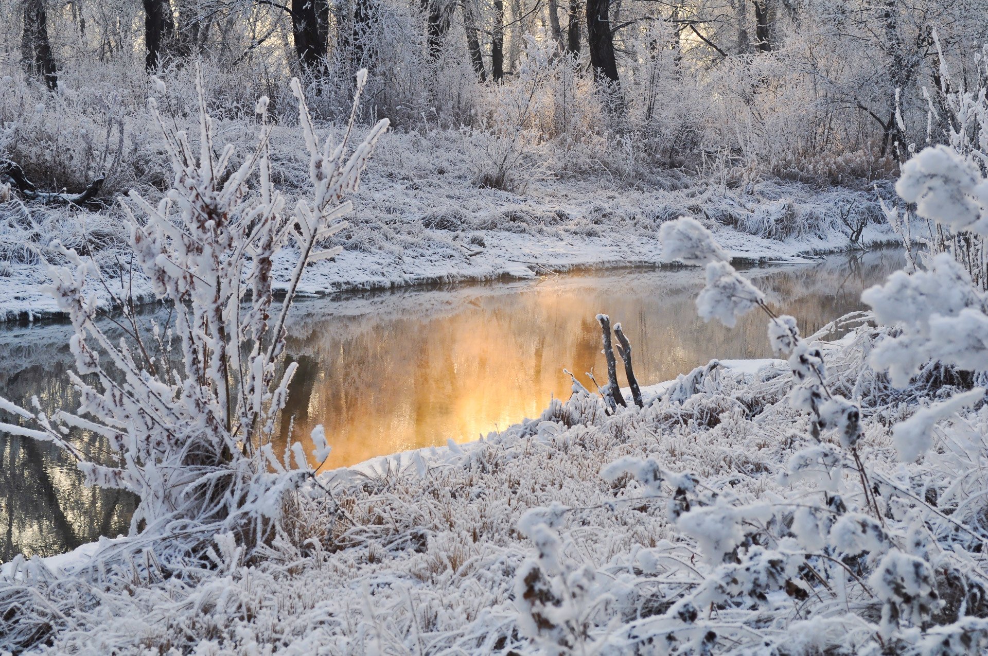 winter snow tree water reflection