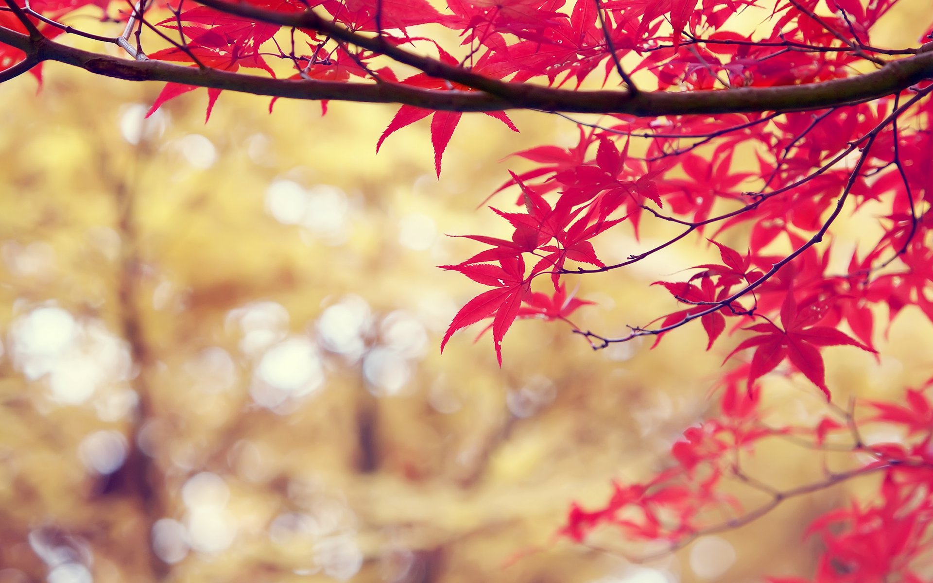 ramo foglie rosso natura autunno