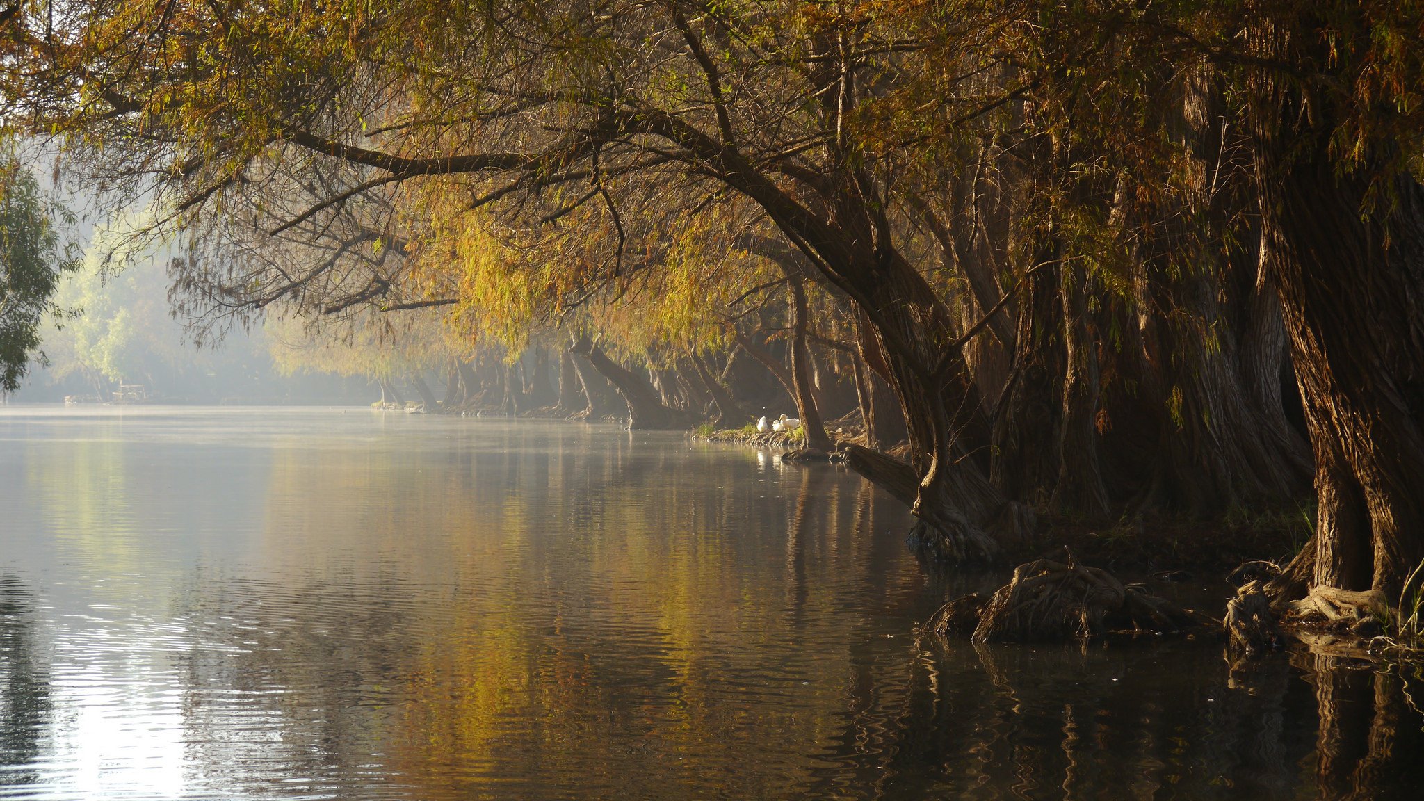 park lake fog