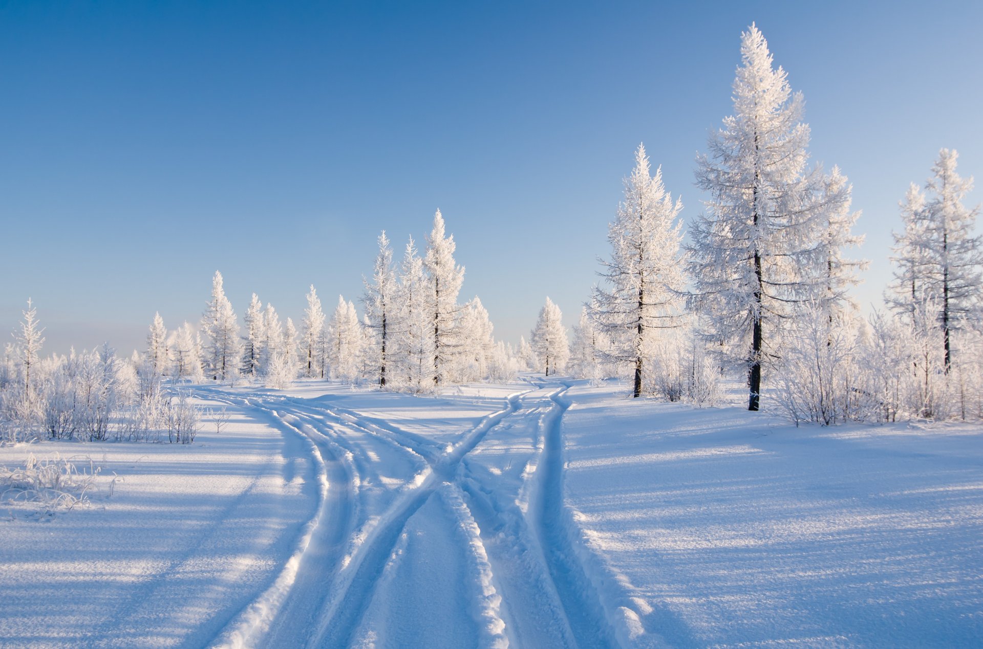 arbres neige hiver nature