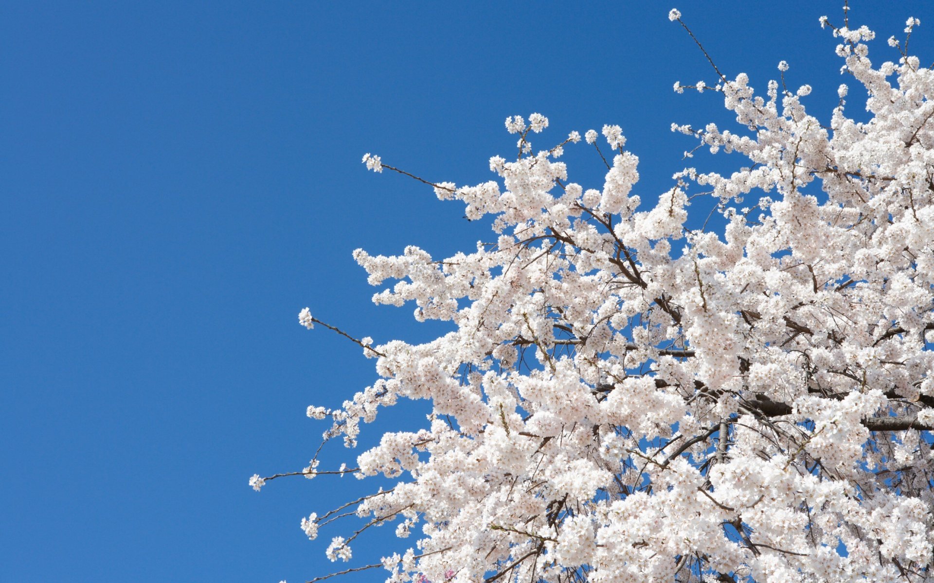 primavera albero rami fioritura cielo