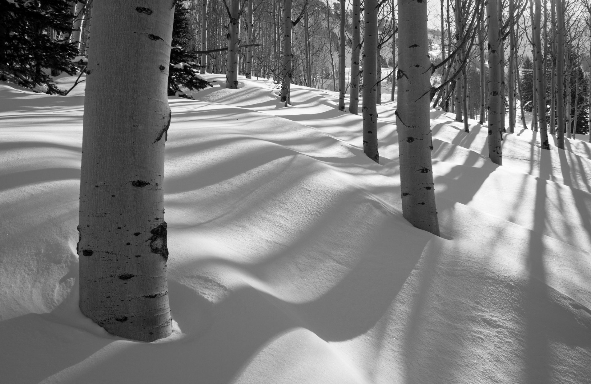 foresta alberi inverno pioppo tremulo neve boschetto