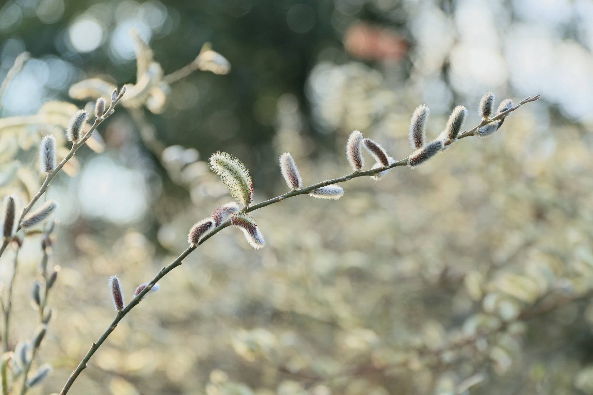 willow vetla broom willow branches flowering glare