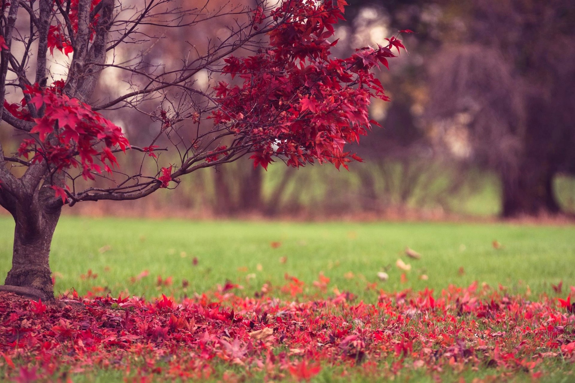 albero foglie rosso erba autunno natura