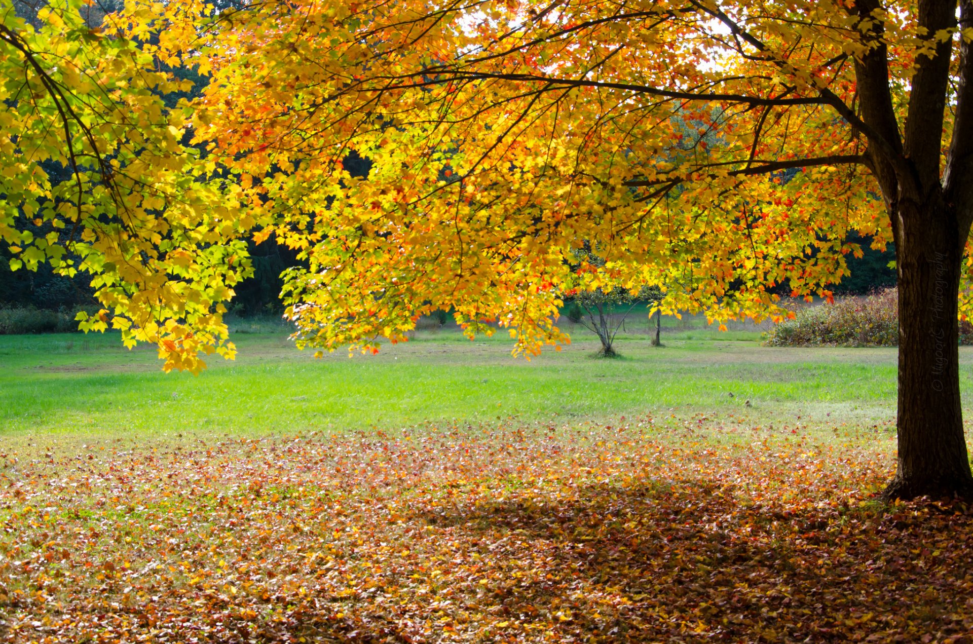 park drzewo trawa liście jesień