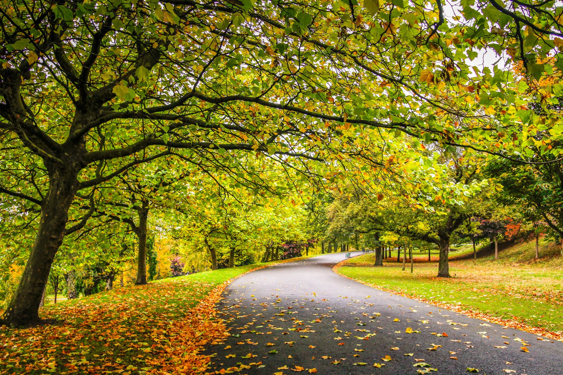 nature forest park trees leaves colorful road autumn fall colors walk