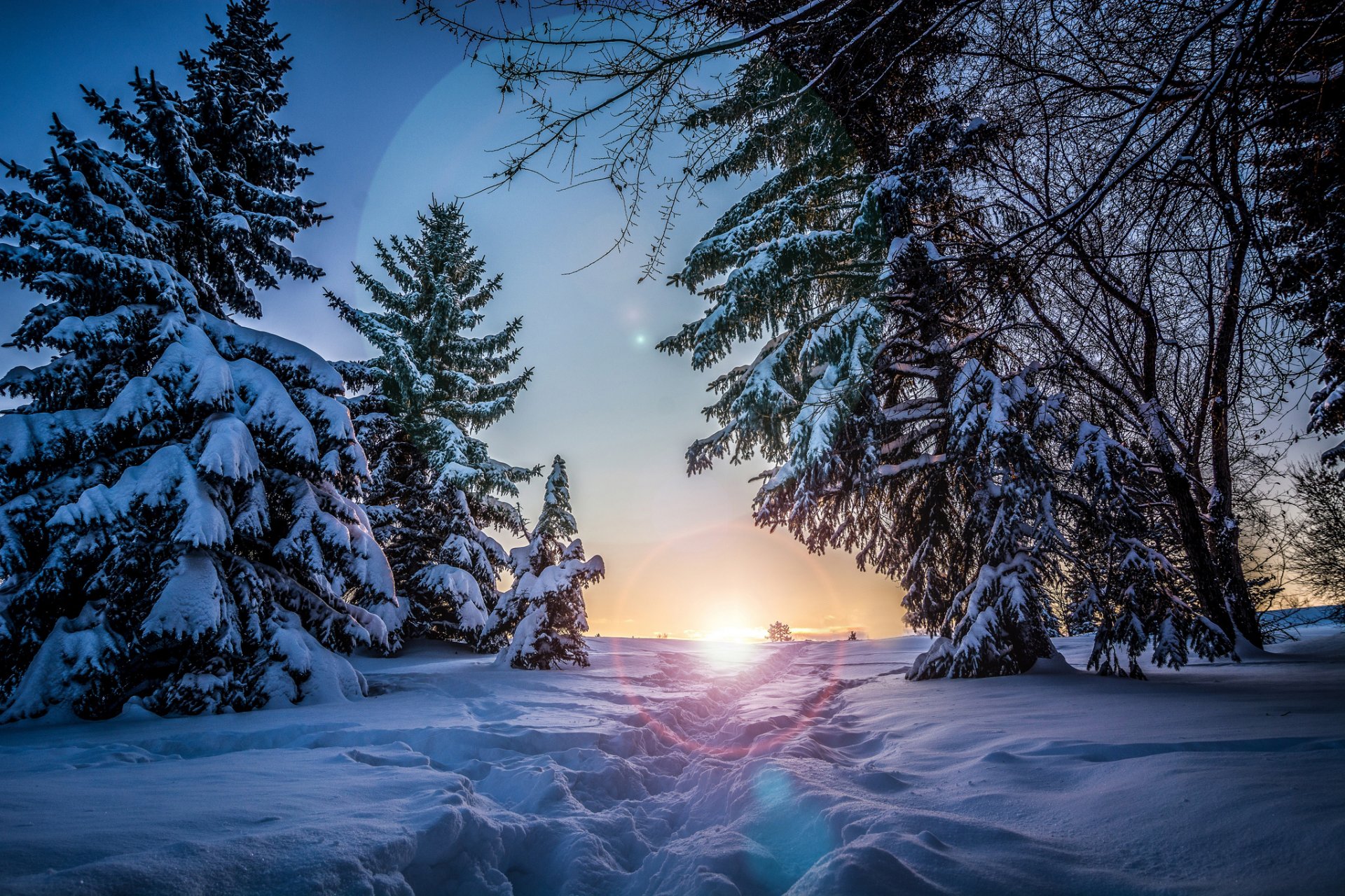 hiver neige arbres épinette soleil coucher de soleil soir