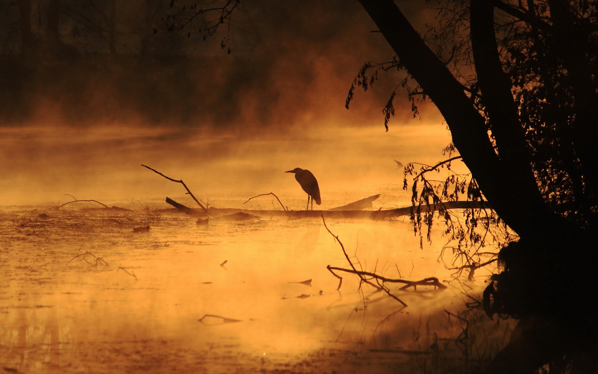 mañana río niebla pájaro