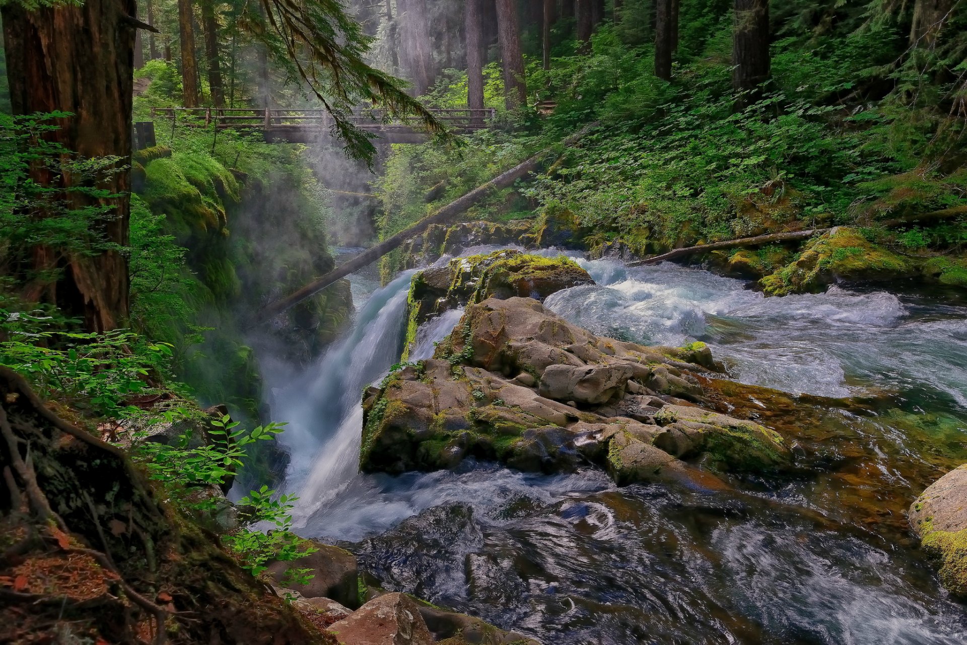 foresta fiume flusso cascata pietre ponte