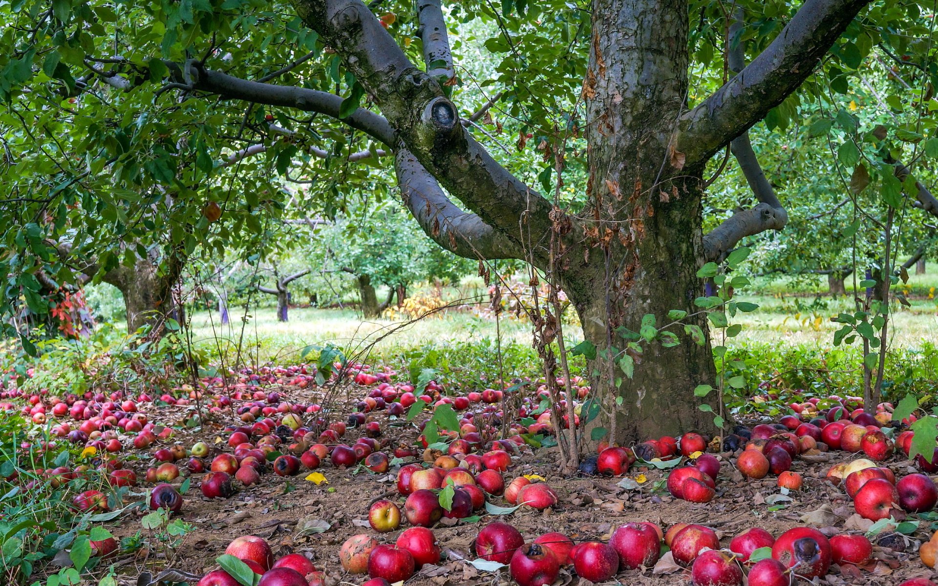 mela albero natura