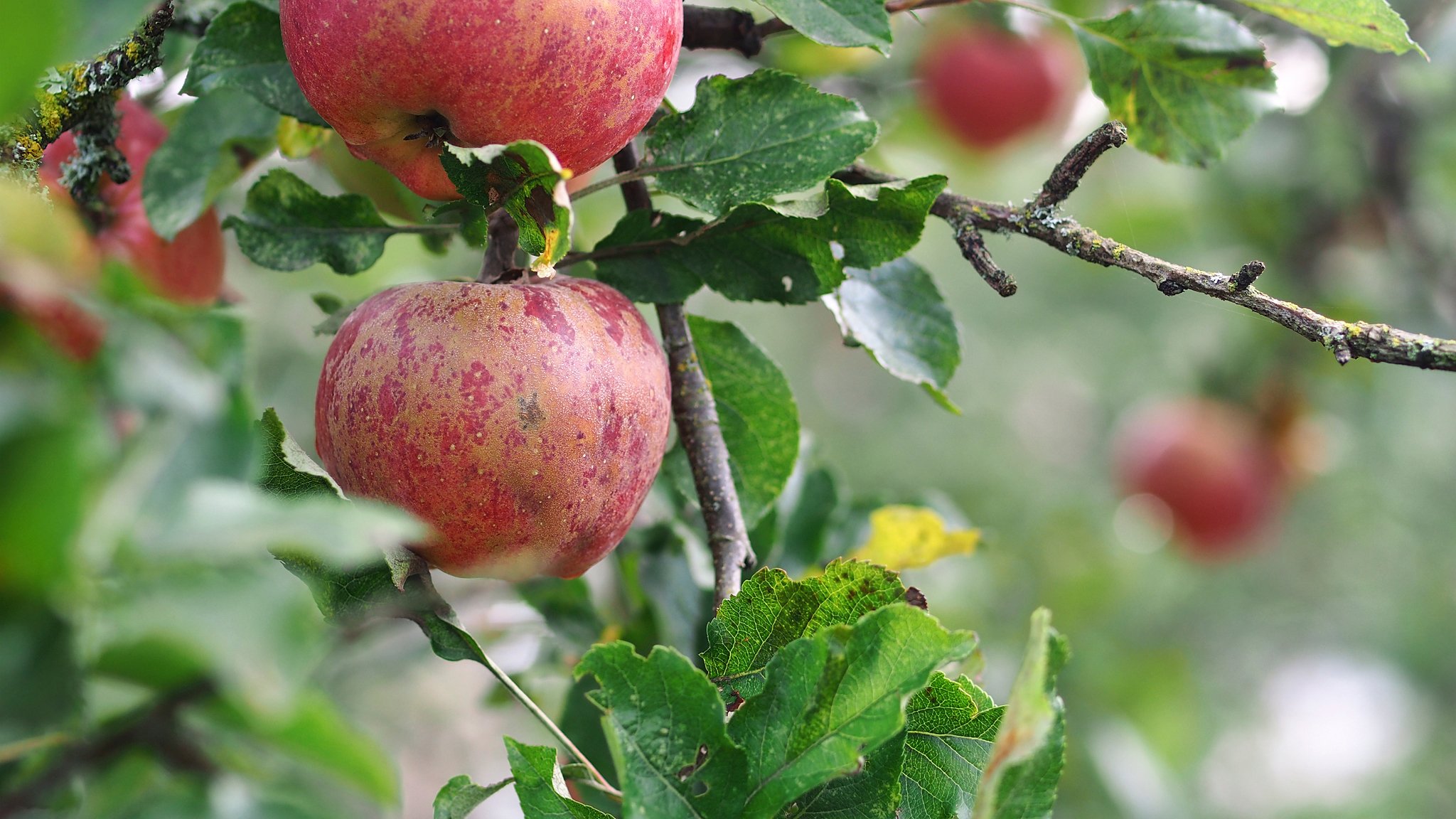 red apples branch close up