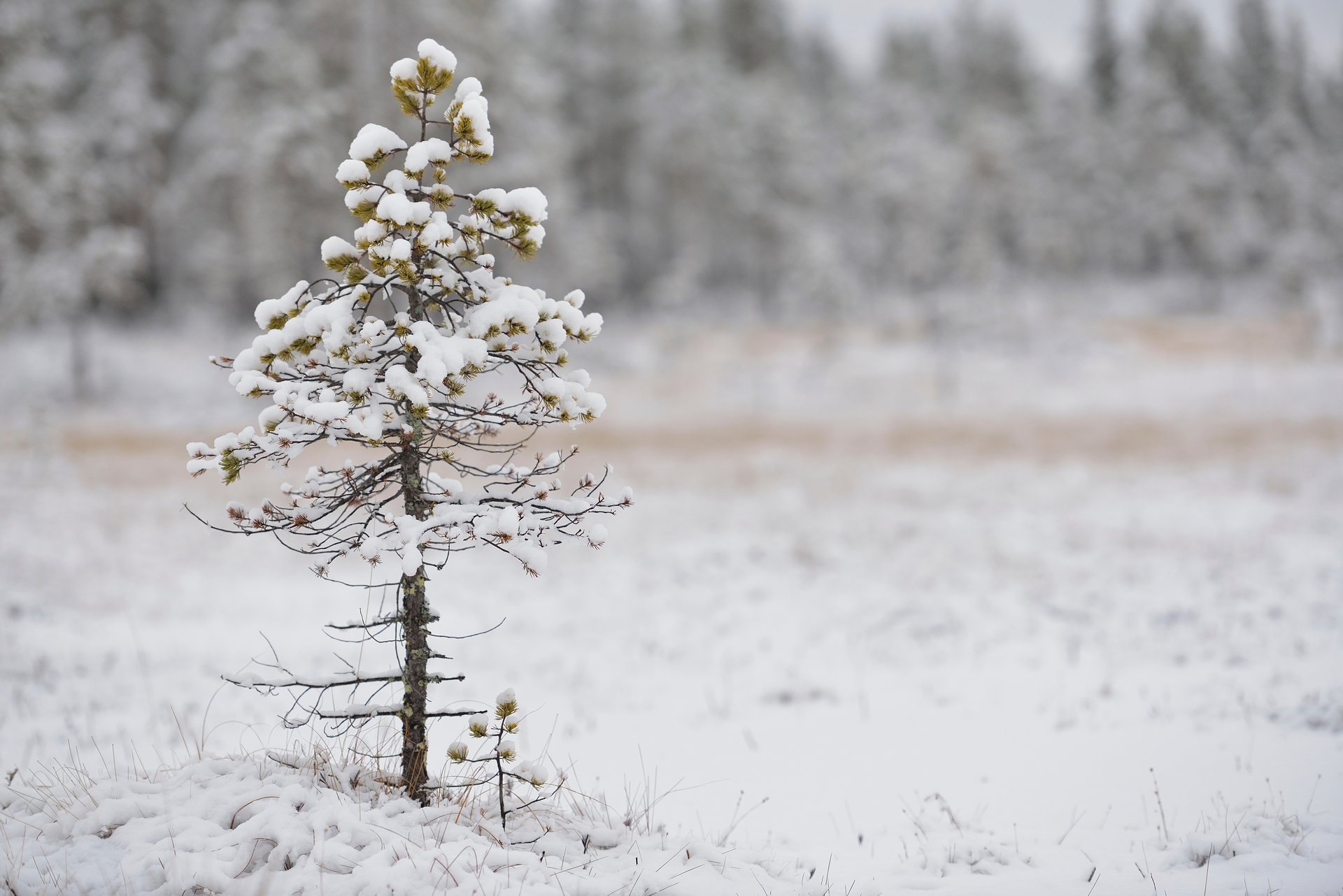 pine snow bokeh