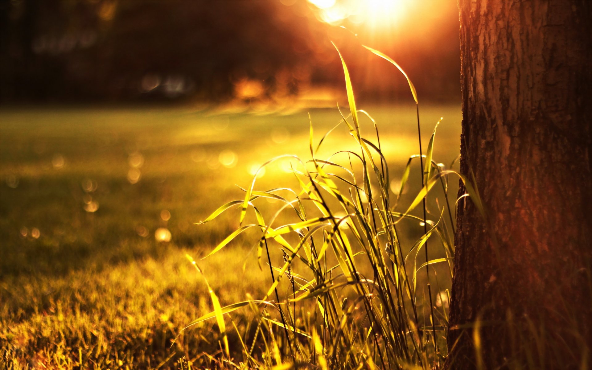 erba luce natura