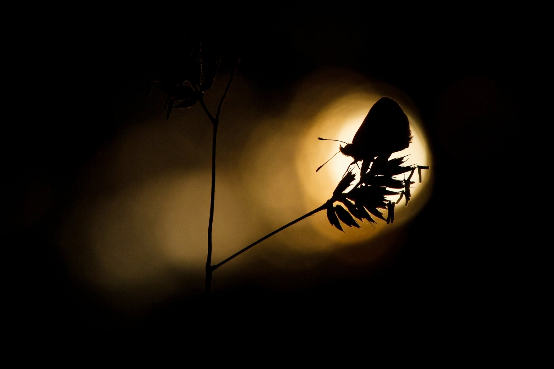 pflanze schmetterling licht silhouette