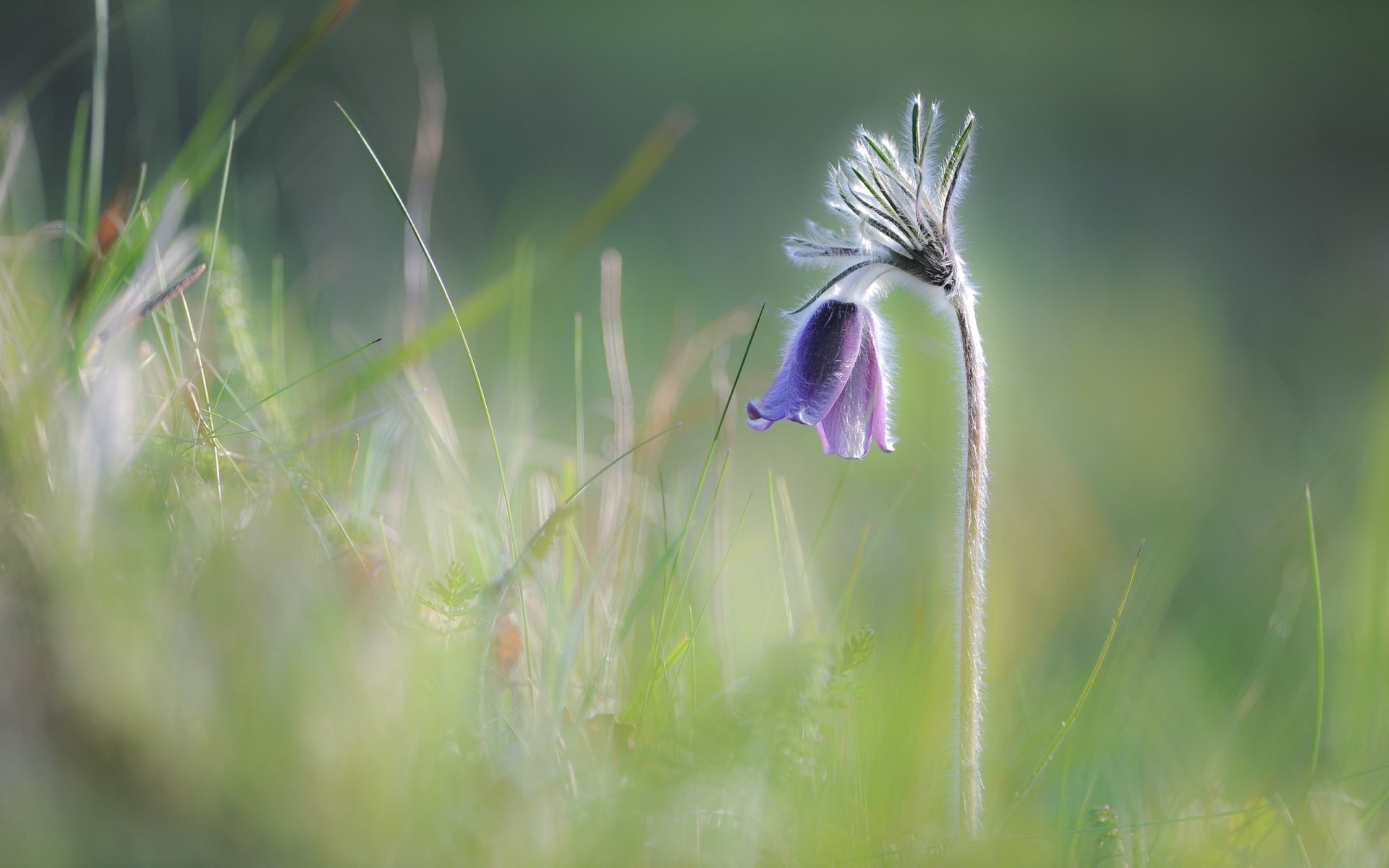 kwiaty natura wiosna