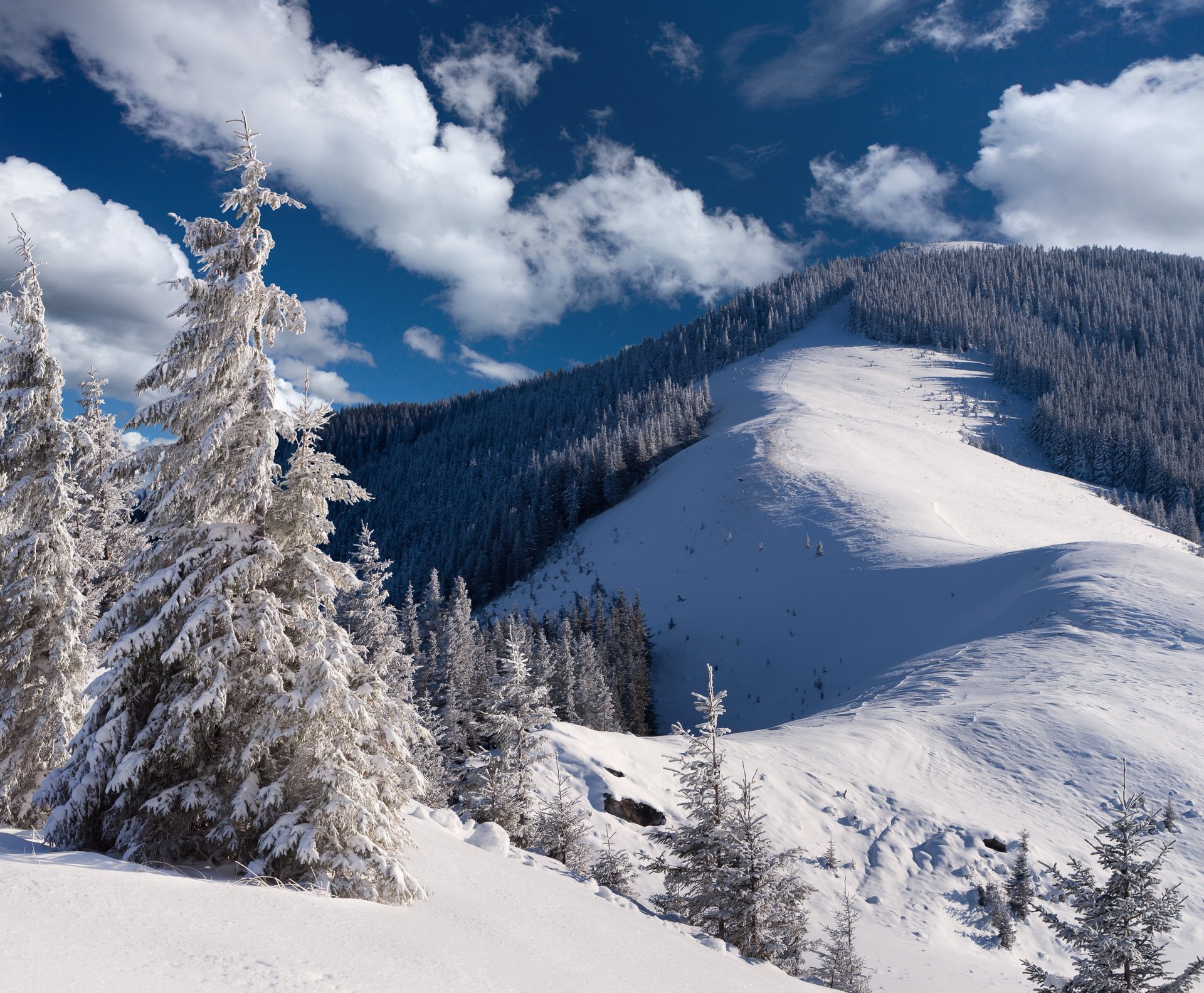 winter landscape snow winter christmas tree