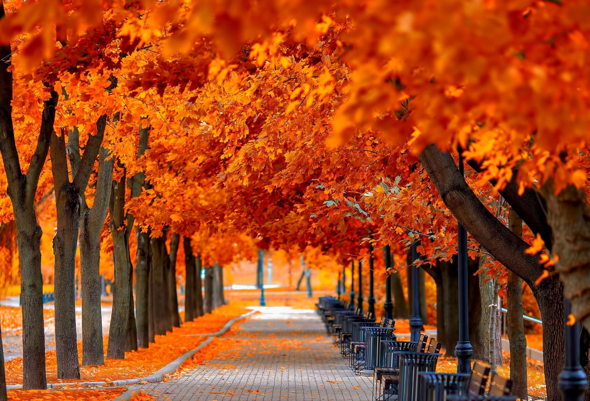 leaves trees park grass road colors autumn walk hdr nature bench tree