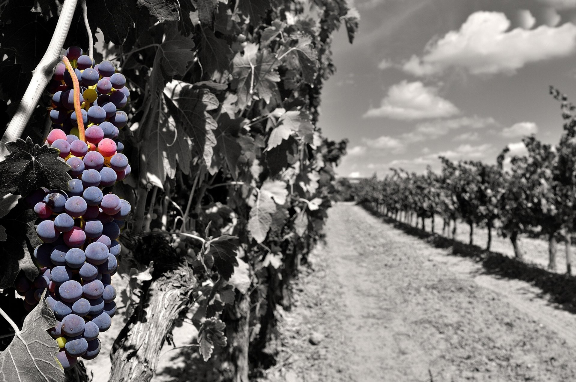 grapes bunch of flowers h b