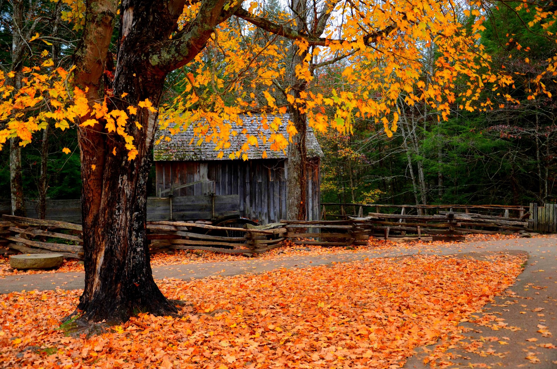 natur landschaft mühle straße blätter wald bäume herbst herbst durchsuchen